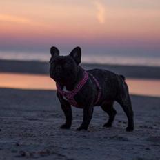 Fransk bulldog Lui Aimeé Gorgeous Coco Celeste