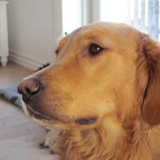 Golden retriever Aimo