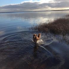 Golden retriever Aimo