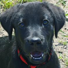 Blanding af racer Ziwa