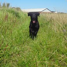 Blanding af racer Ziwa