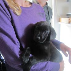 Blanding af racer Ziwa