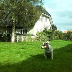 Miniature American Shepherd Marley
