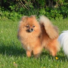 Pomeranian Ane's Dolly  (Neela)