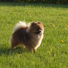 Pomeranian Ane's Dolly  (Neela)