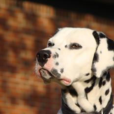Dalmatiner Diego 'Flyttet' LÆS BESKRIVELSE