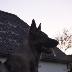 Schæferhund Kennel Lp`s Essi