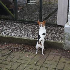 Chihuahua Pelé