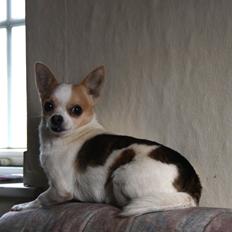 Chihuahua Pelé