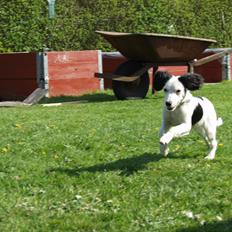 Blanding af racer Milla