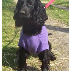 Cocker spaniel Rosa