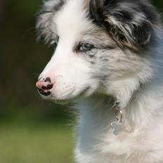 Border collie Kojimas Jitterbug Jinx
