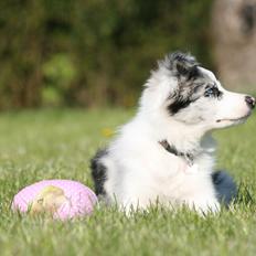 Border collie Kojimas Jitterbug Jinx