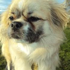 Tibetansk spaniel Gudrun  ("Sarchris Dina"- DKK stambog: