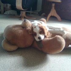 Cavalier king charles spaniel Victor