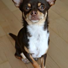Chihuahua Mighty Draco