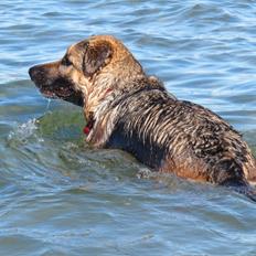 Schæferhund Luka