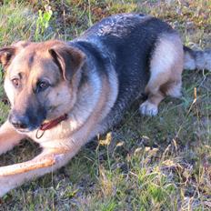 Schæferhund Luka