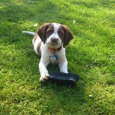 Engelsk springer spaniel Thor