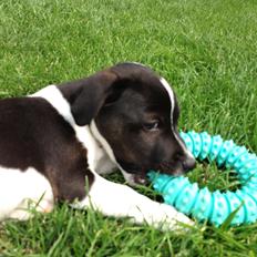 Jack russell terrier Thor