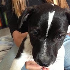 Jack russell terrier Thor