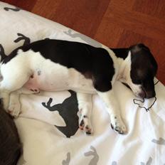 Jack russell terrier Thor