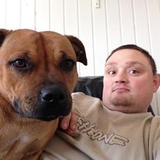 Staffordshire bull terrier nelly