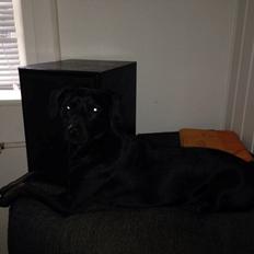 Blanding af racer molly