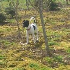 Dansk svensk gaardhund Frida