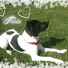 Dansk svensk gaardhund Frida