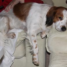 Kooikerhondje Smilla