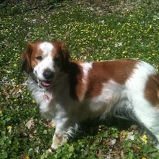 Kooikerhondje Smilla