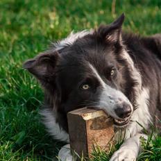 Border collie Aimee