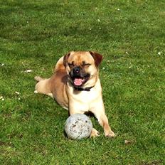Blanding af racer Louis (R.IP) mops/dansk svensk gårdhund