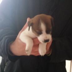 Dansk svensk gaardhund Bjanka