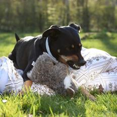 Blanding af racer Lady