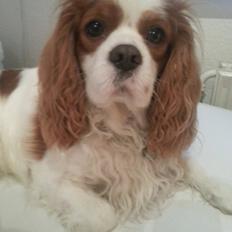 Cavalier king charles spaniel Victor
