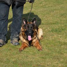 Schæferhund Hassenkam's Christa