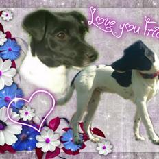 Dansk svensk gaardhund Frida