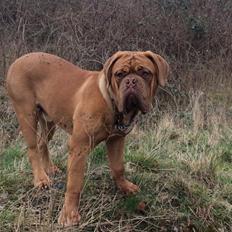 Dogue de bordeaux Sjaukc