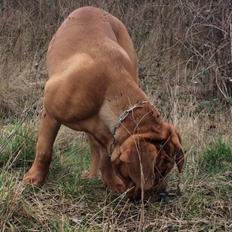 Dogue de bordeaux Sjaukc