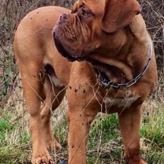 Dogue de bordeaux Sjaukc