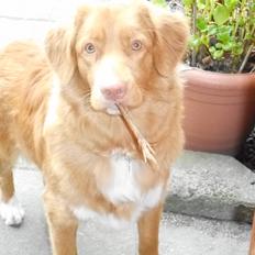Nova scotia duck tolling retriever Shaggy Toller`s Foxy Ayla