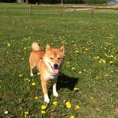 Shiba Balou