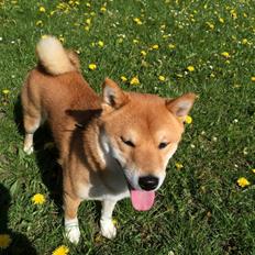 Shiba Balou
