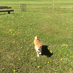 Shiba Balou