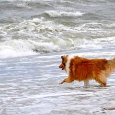 Collie langhåret Lassie