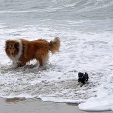 Collie langhåret Lassie