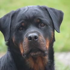 Rottweiler Heitah´s Venedi