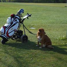 Nova scotia duck tolling retriever Shaggy Toller`s Foxy Ayla